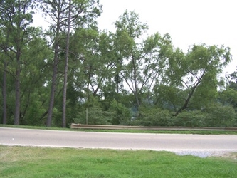 A road running parallel of the photo with a grove of trees behind it.