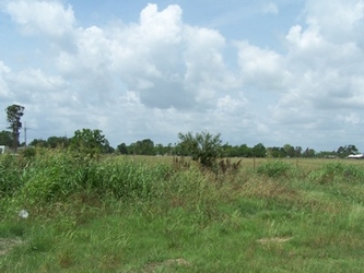 An overgrown patch of weeds and plants in the foreground, and a short grassy field with trees in the background.