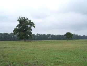 An empty grass field with trees in the background and a cloudy sky.