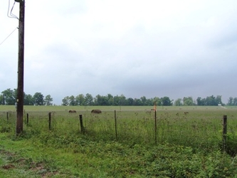 A grass field with a fence and electrical pole in the foreground and trees in the background with a cloudy sky overhead.