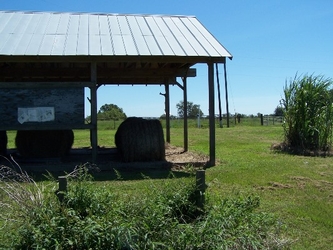 A grass field with taller vegetation towards the foreground, right, and background, and an open-sided livestock shelter in the center with haybales underneath.