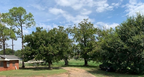 Several large oak trees with the corner of a small house to the right and a blue sky in the background.