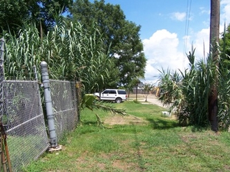 A patch of grass and dirt in the center with a chain-link fence on the left, a car in the background, and dense foliage towards the background and both sides.