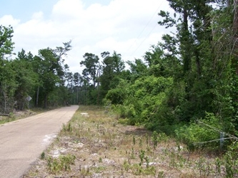 A road stretching toward the horizon on the left, an empty road shoulder to the right of it, and dense forest bordering the frame and background.