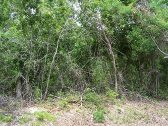 A wall of dense foliage and underbrush.