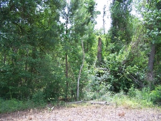 A small forest clearing in the foreground and dense foliage and wooded underbrush in the background.