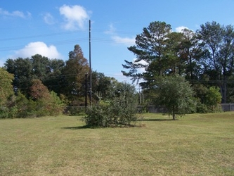 A spacious field with trees and an electrical pole in the center and dense trees in the background.