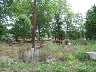 An area of overgrown grass and vegetation with an electrical pole in the center and trees in the background.