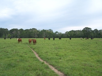 An expansive grass field with a narrow dirt walking path in the center, cattle scattered throughout the field, and trees in the background.