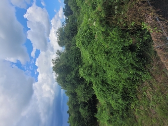 Dense, tangled vegetation extending from the ground to the tops of trees, blending into the distant forest under a cloudy blue sky.