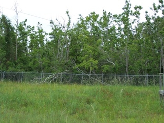 Tall grass in the foreground, a chain-link fence in the center, and spindly trees in the background.