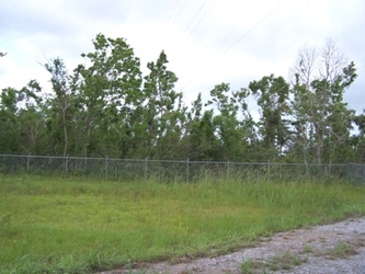 Tall grass in the foreground, a chain-link fence in the center, and spindly trees in the background, along with part of a gravel driveway on the far right.