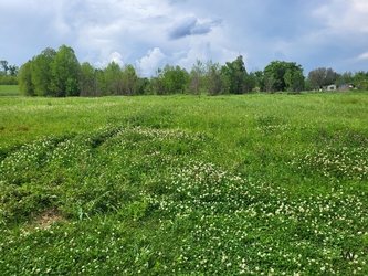 An expansive, lush grass and clover field with trees lining the background and a cloudy, pale blue sky overhead.