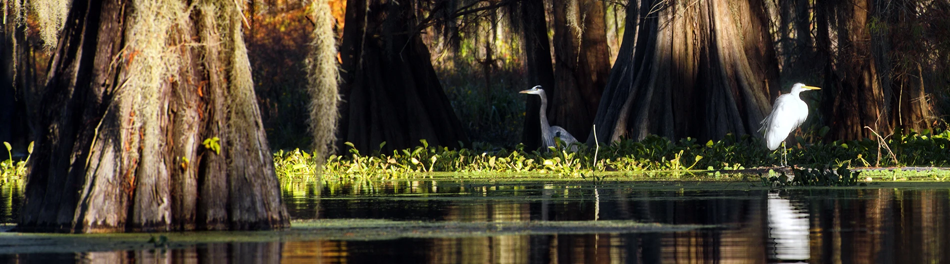 Louisiana swamp with cypress trees and birds