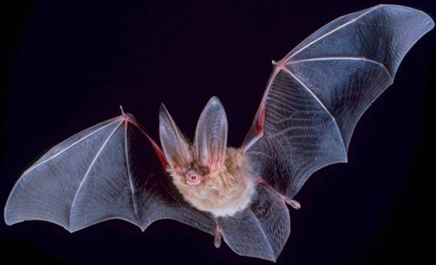 endangered bat